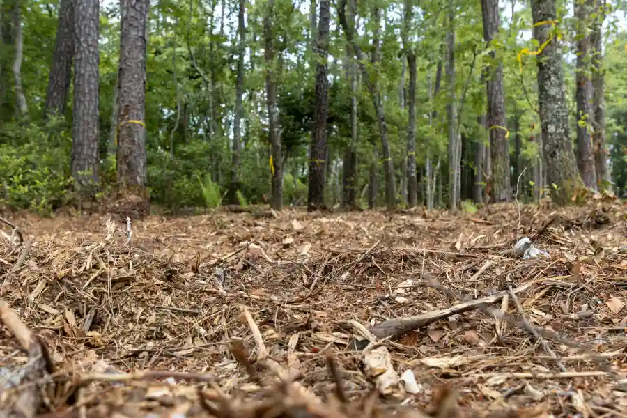 How Forestry Mulching Improves Land Accessibility Wetumpka, AL How Forestry Mulching Improves Land Accessibility Wetumpka, AL