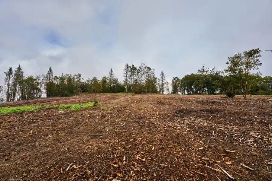 How Forestry Mulching Improves Land Accessibility in Wetumpka, AL How Forestry Mulching Improves Land Accessibility in Wetumpka, AL